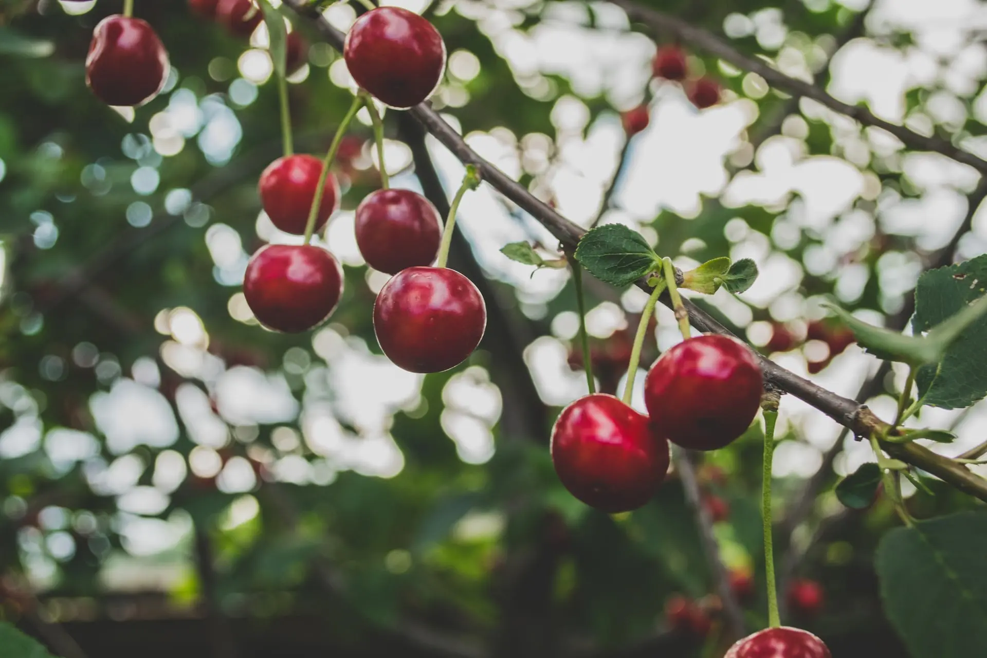 cherries