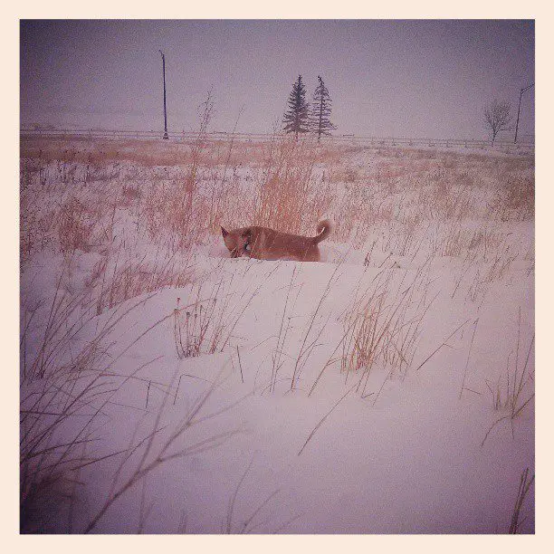 Possible output: Need snowshoes for dog in April