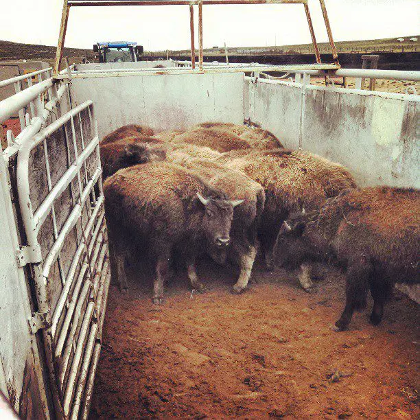 Bison Roundup in Wyoming