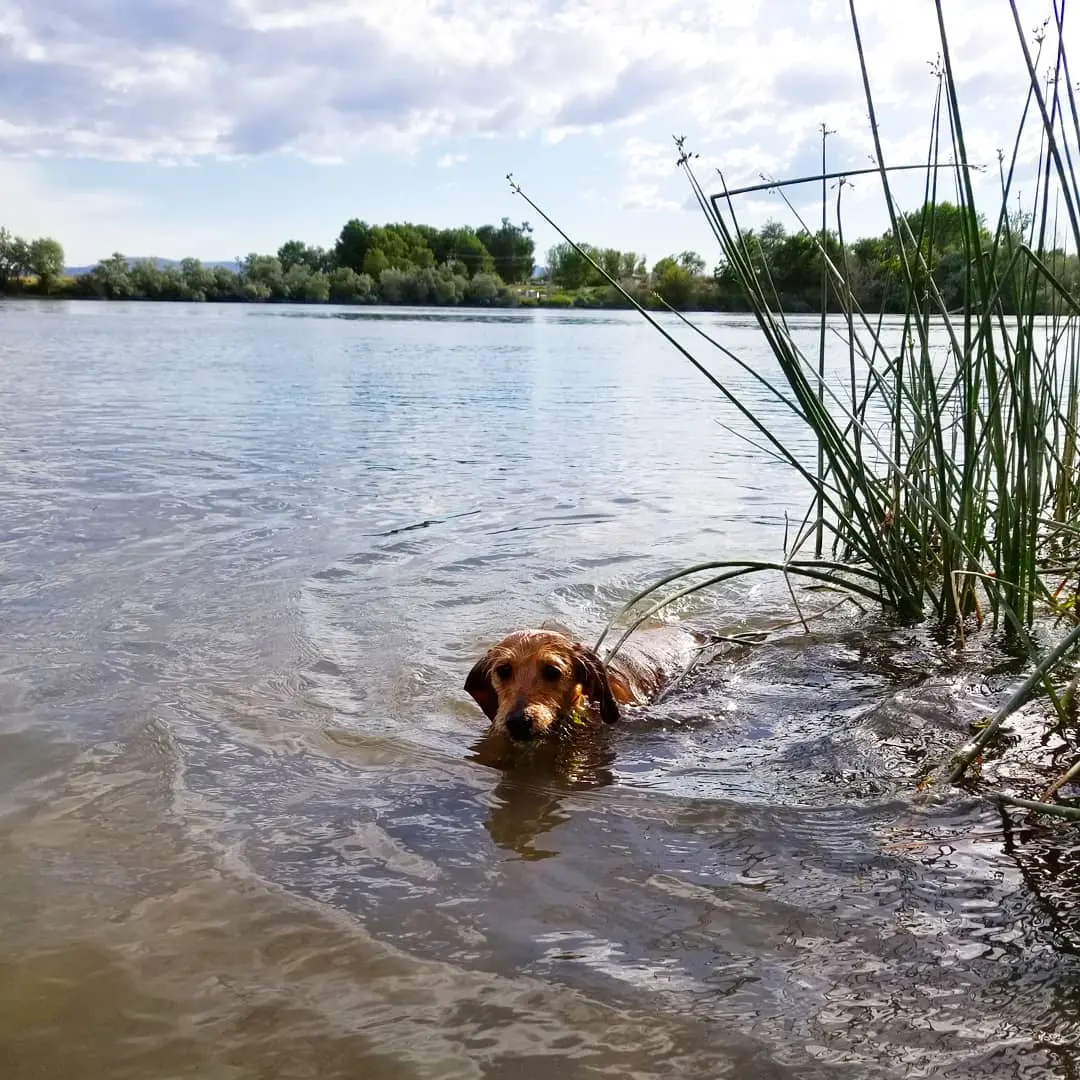 Pocket dog enjoys swimming and fetching.