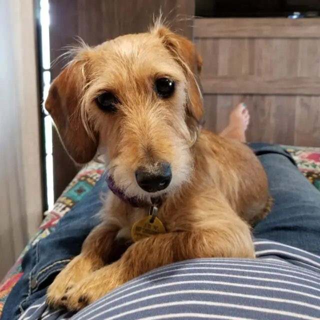 Pocket, a brown wire haired miniature dachshund lays across Amber's pregnant belly. Pocket has scruffy fur and large, round, dark eyes.