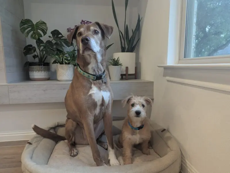 Diesel a lab/great dane mix and Pic sitting on a dog bed in front of plants and by a window. Both are red and white.