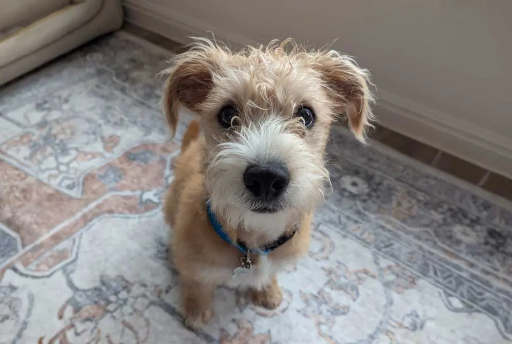 WordCamp Europe Consolation Prize