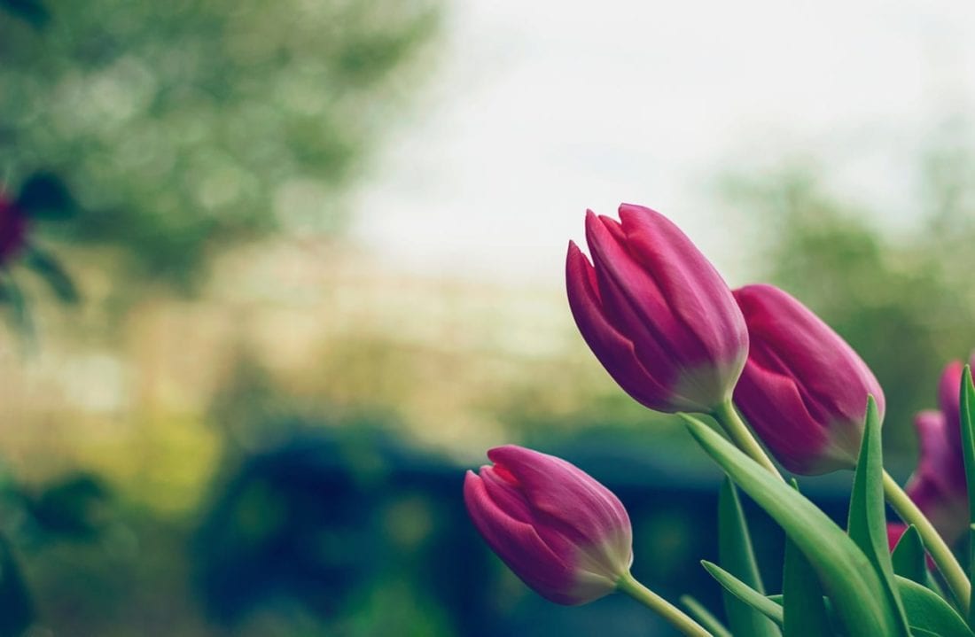 spring tulips