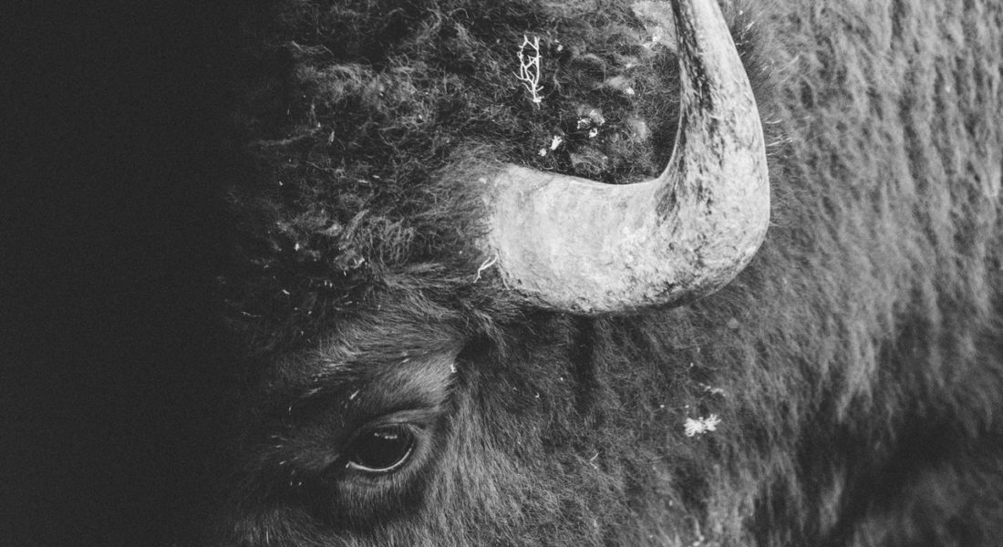bison close up of eye and horn