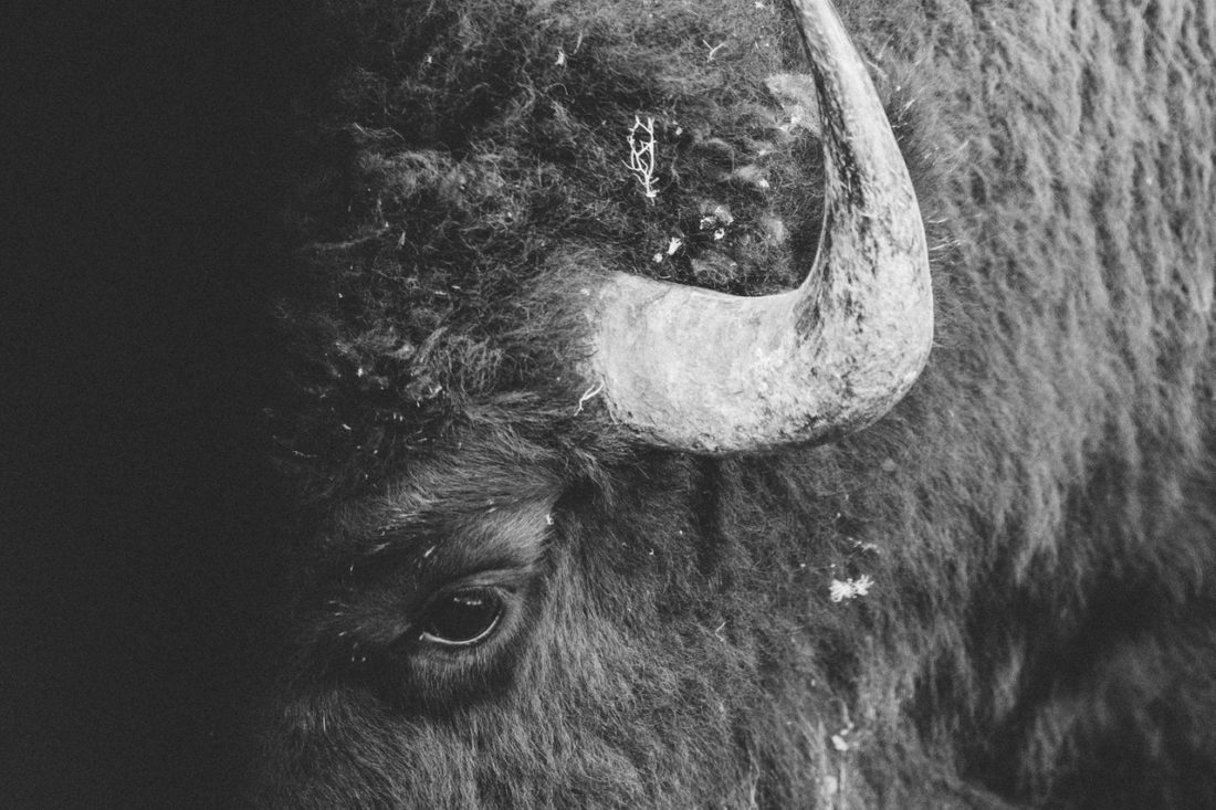 bison close up of eye and horn