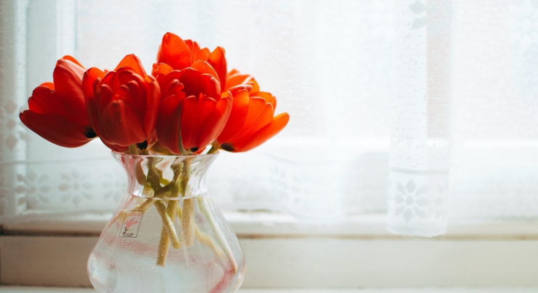 tulips in vase by window