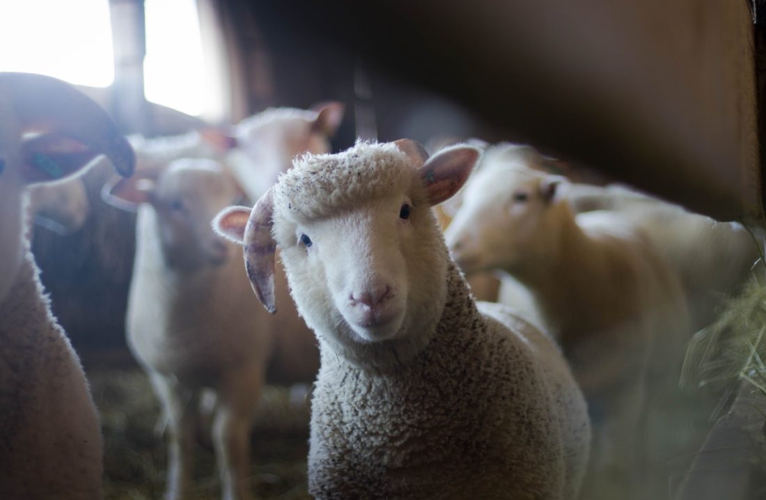 sheep in barn
