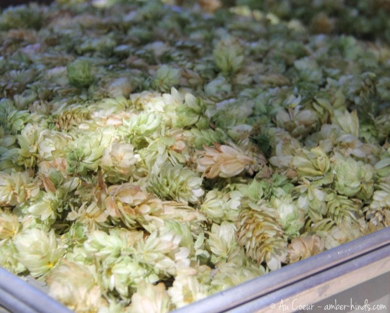 Hops drying in a metal tray.