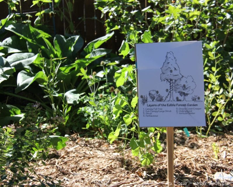 Sign explaining the layers on the edible forest garden.