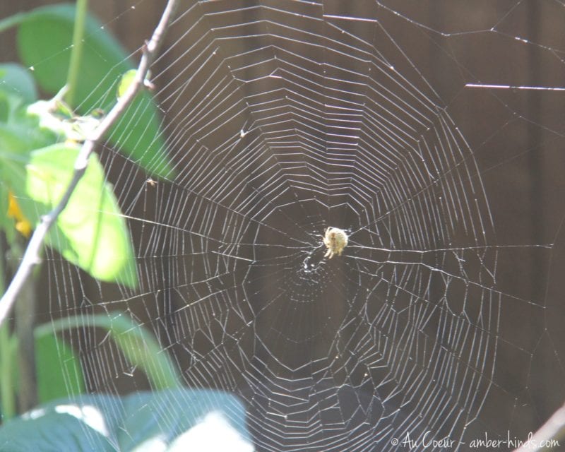 Close up of a spider web.