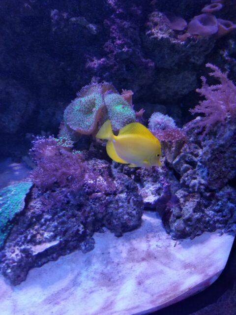 A yellow fish swimming in a purple aquarium