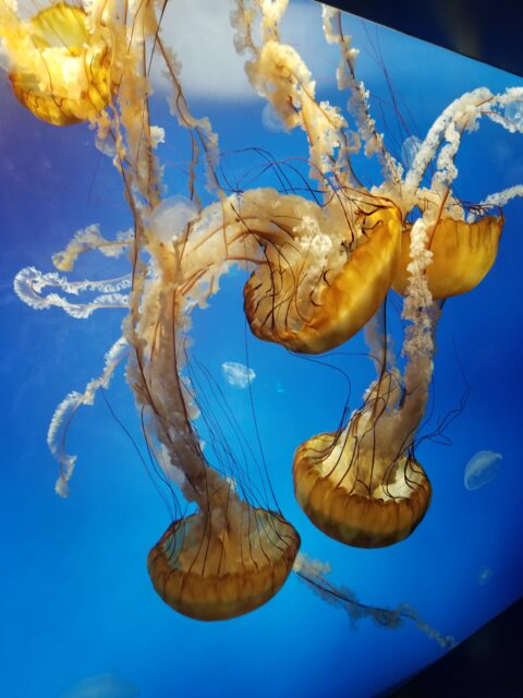 Yellow jelly fish in the aquarium