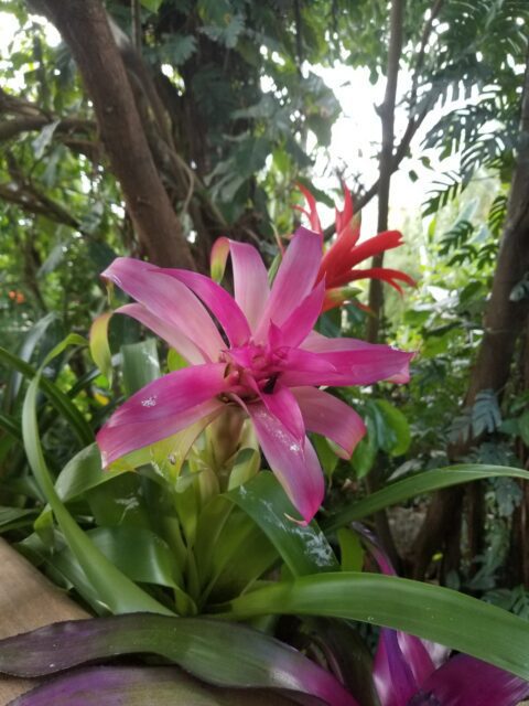 A hot pink tropical flower with skinny petals