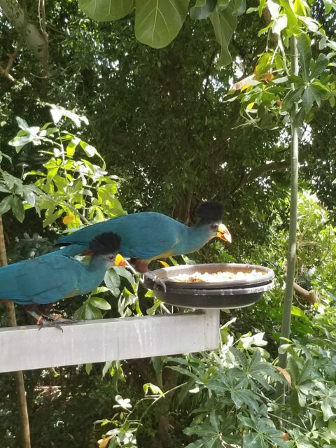 Two turquoise tropical birds eating at a feeder