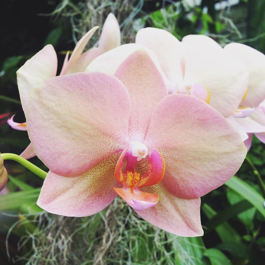 Orchid Exhibit At Phipps Conservatory - Amber Hinds