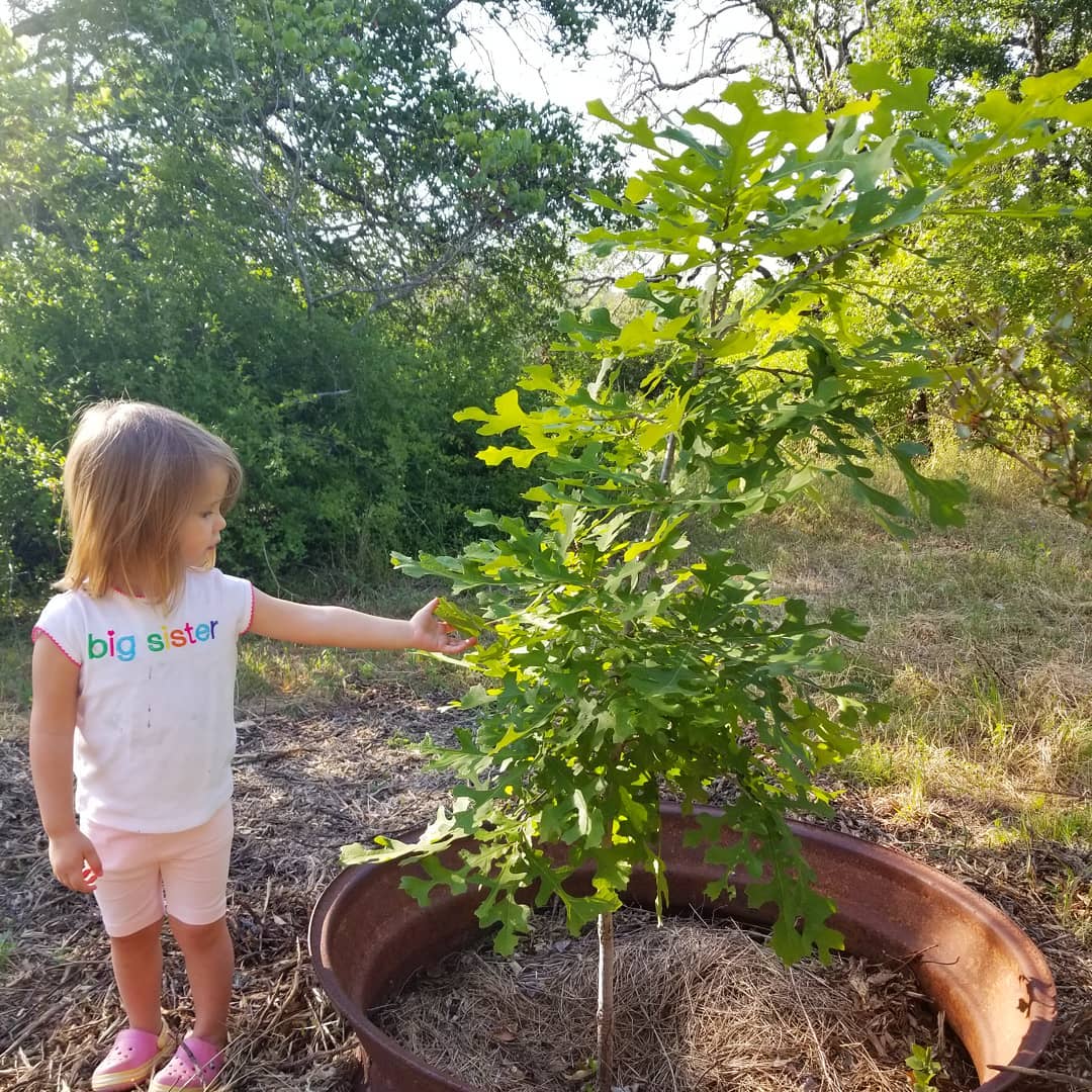 Planting a Tree with Baby’s Placenta